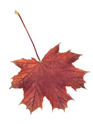 Ahornblatt