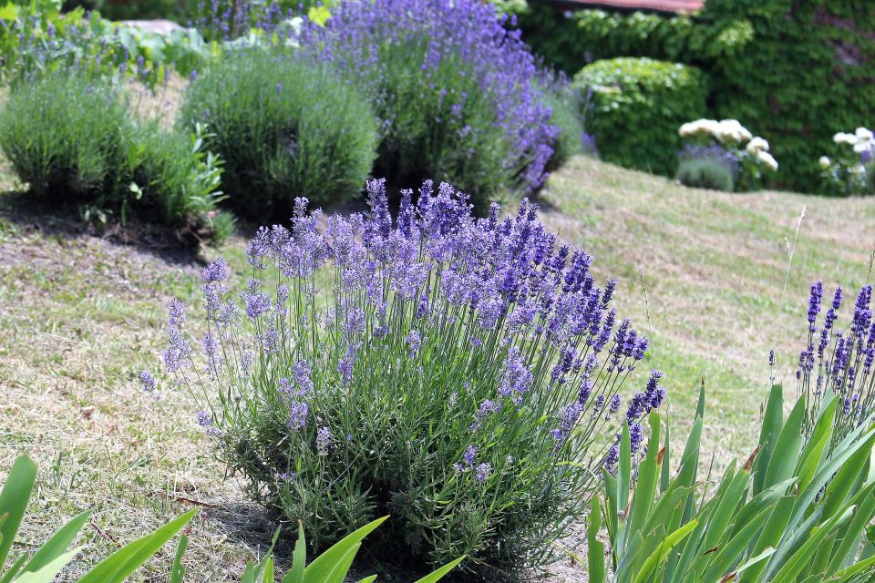 Echter Lavendel