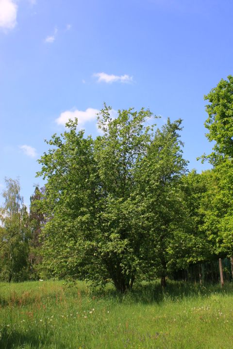 Grauerle