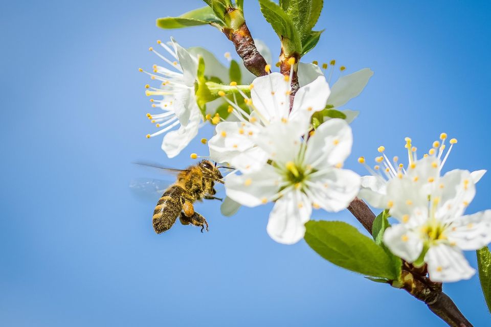 Kirschblüte