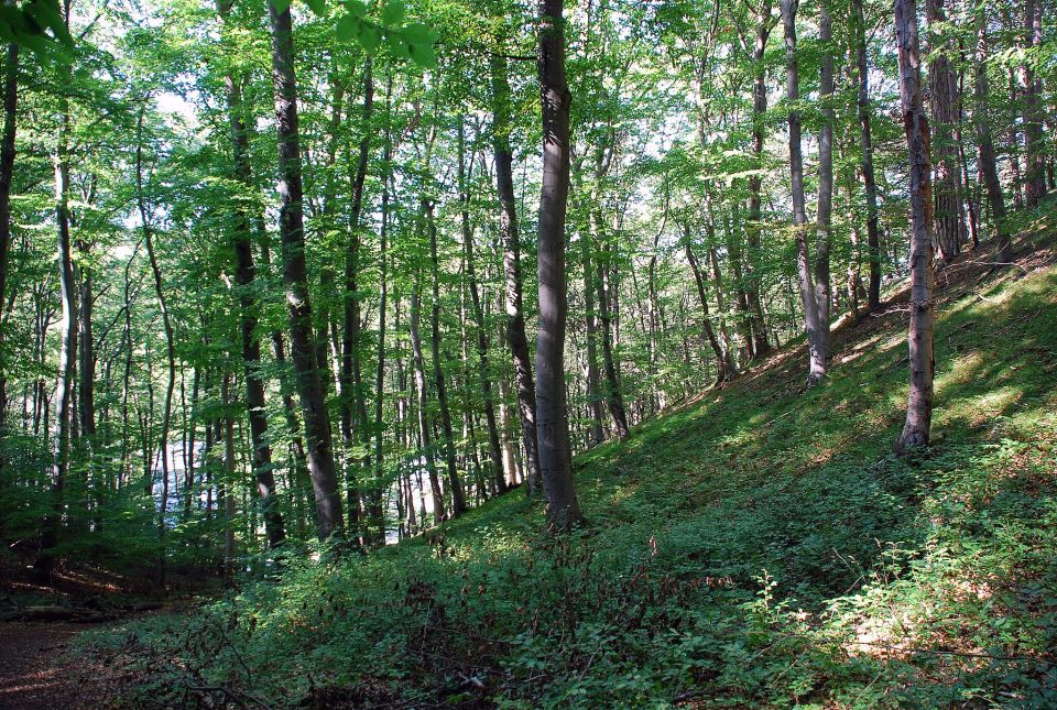 Wienerwald