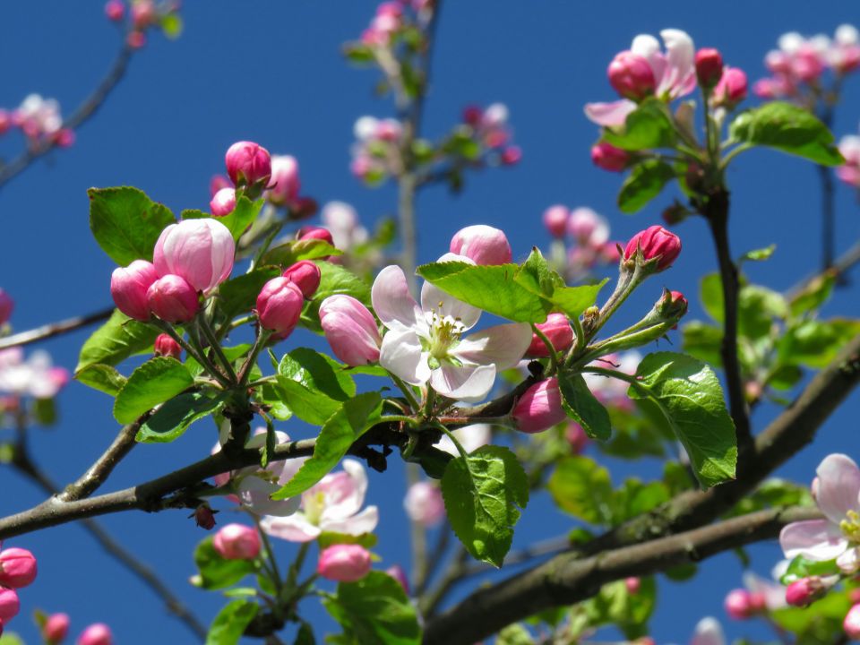 Geschlossene Apfelblüten