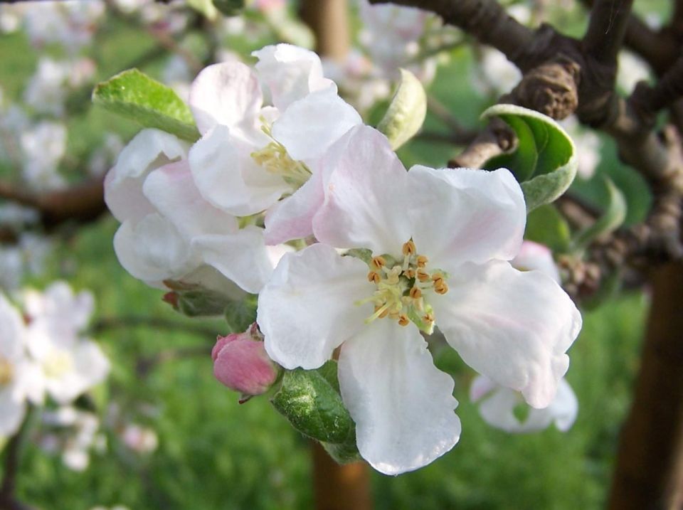 Apfelblüte