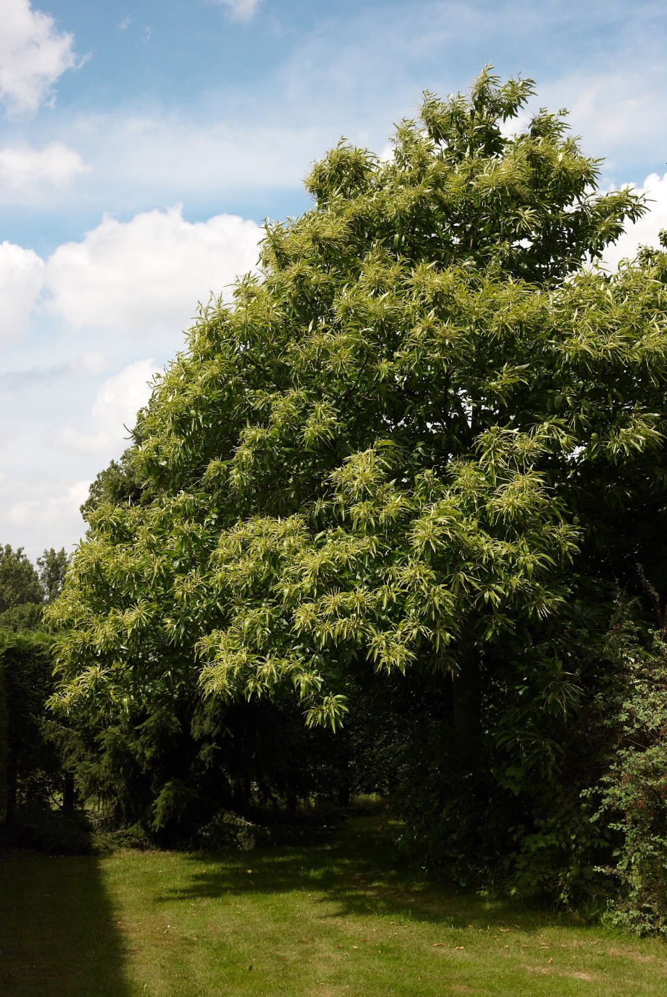 Esskastanie-Baum