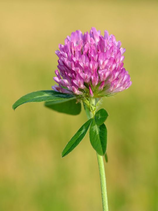 Wiesenklee