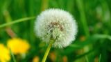 Ausbreitung von Früchten und Samen