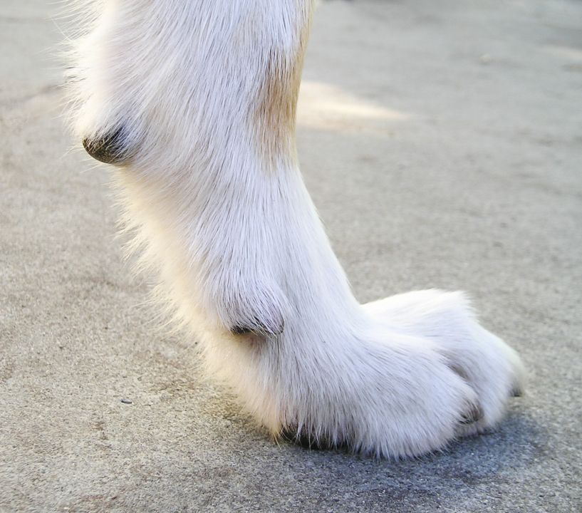 Pfote eines Hundes