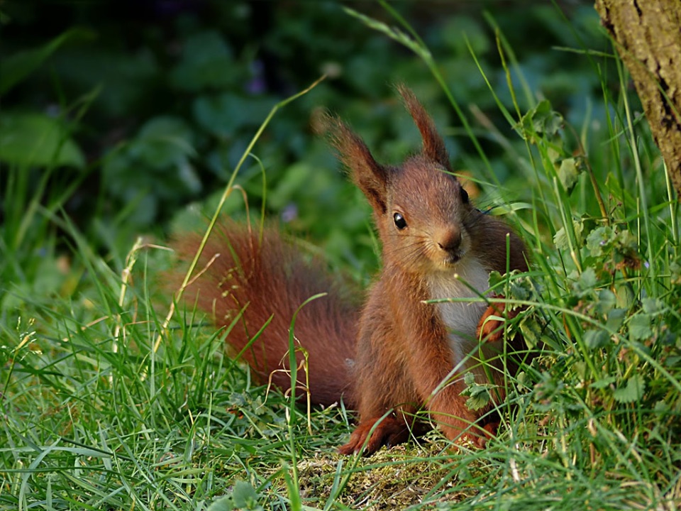 Ein Eurasisches Eichhörnchen mit Ohrpinsel.