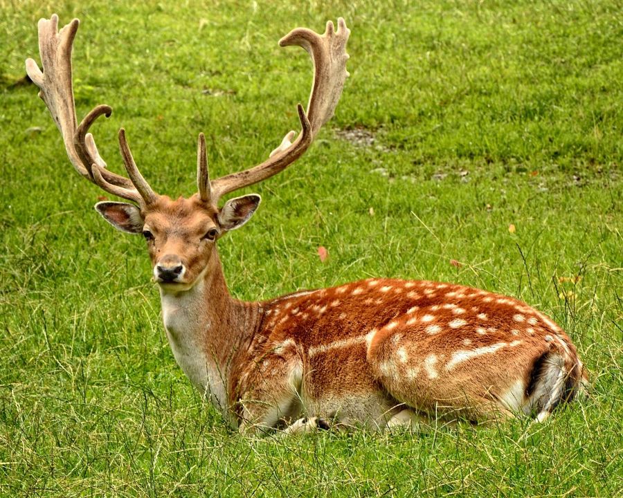 Damhirsch mit gefleckten Sommerfell und Schaufelgeweih