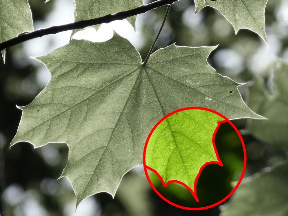 Blatt des Spitzahorns