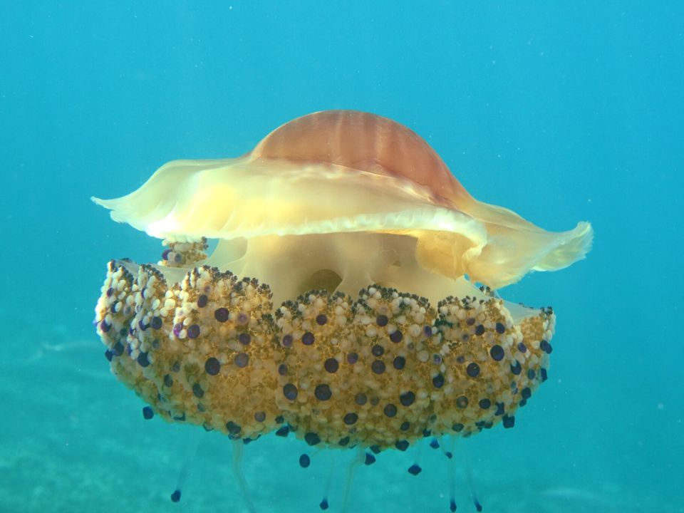 Spiegeleiqualle