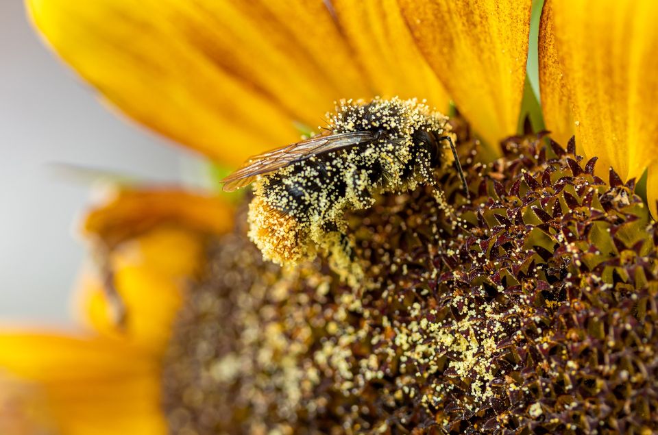 Hummel mit vielen Pollen