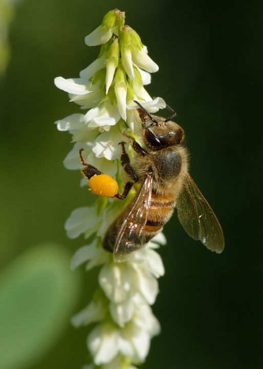 Bienenweide