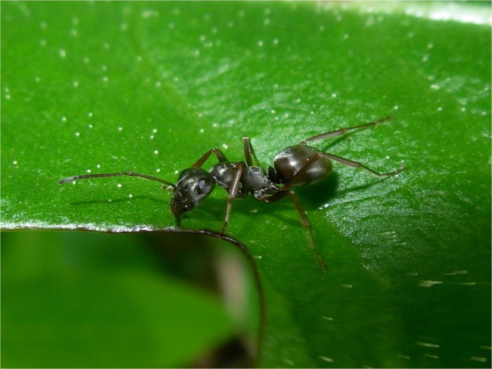 Schwarze Wegameise
