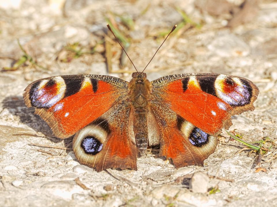 Tagpfauenauge