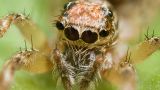 Faszinierende Spinnentiere