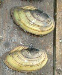 Zwei flache Ellipsenfärmige Muscheln an einer Planke.