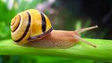 Weichtiere: Meister der Vielfalt