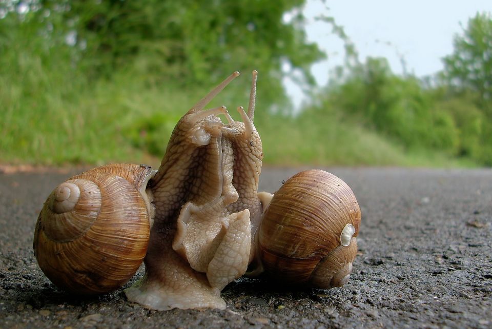 Weinbergschnecken bei der Paarung