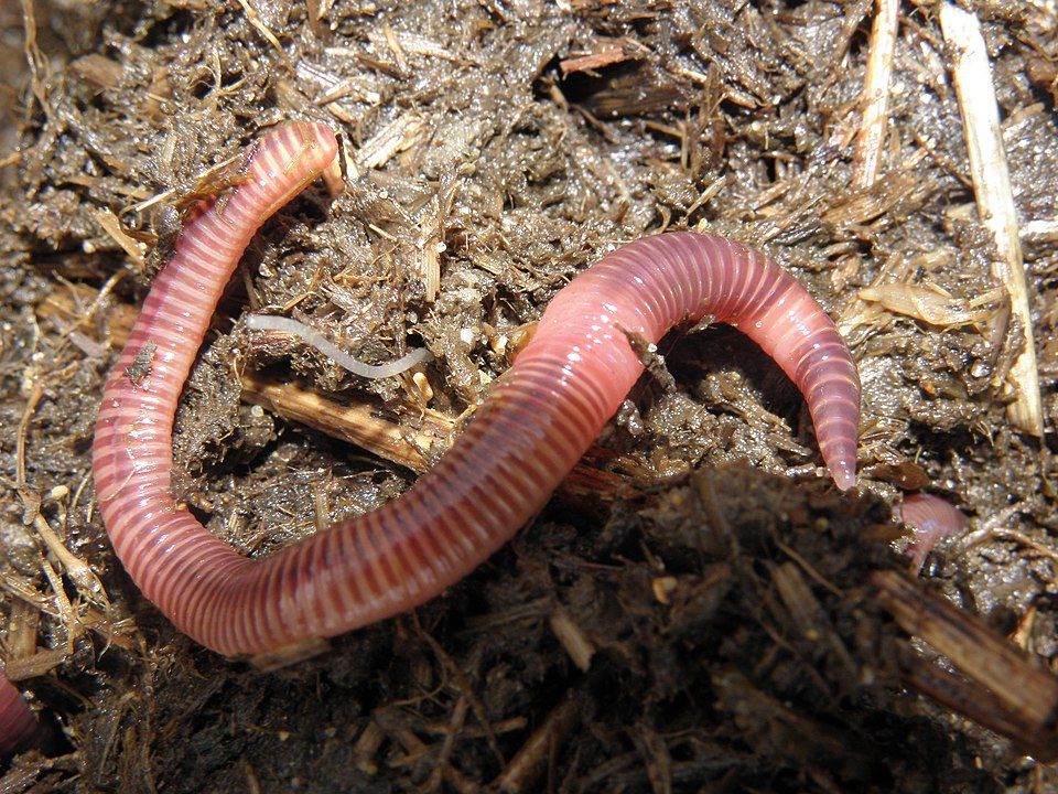 Kompostwurm