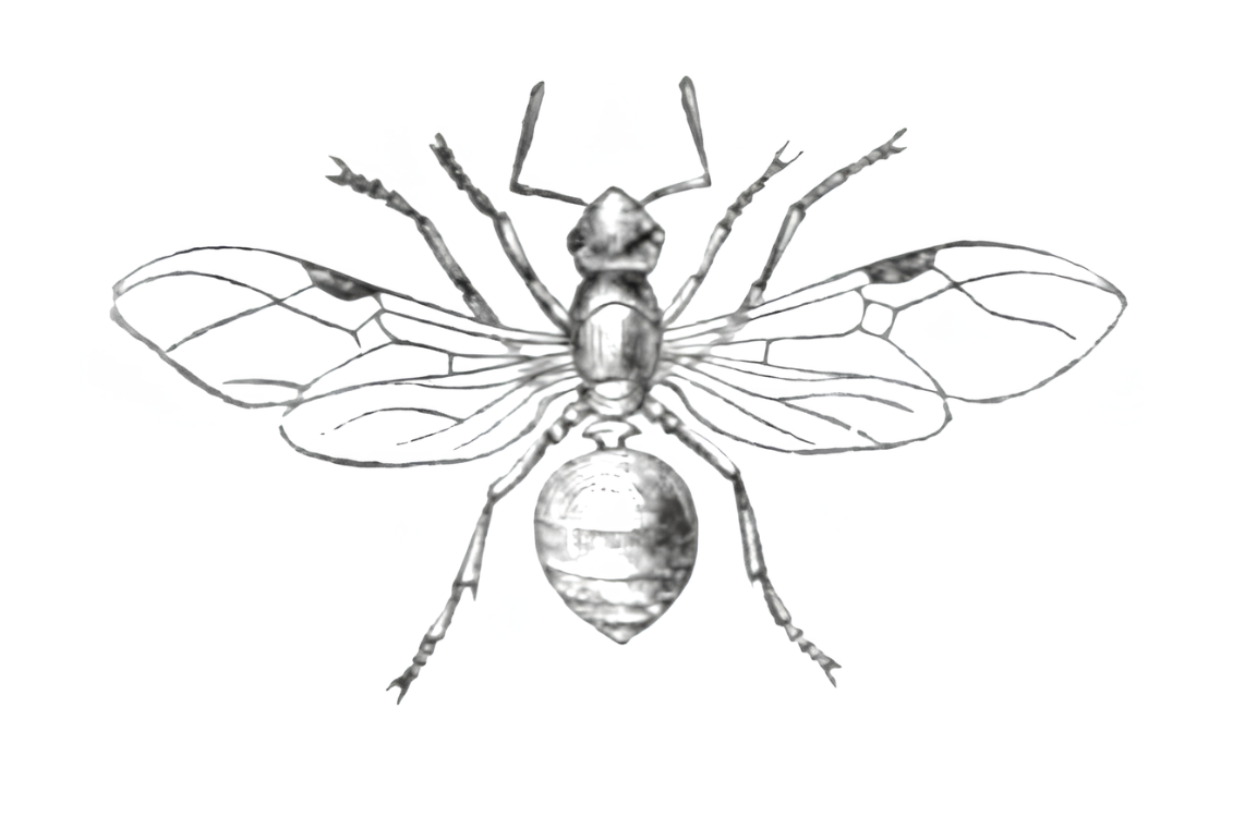 Königin