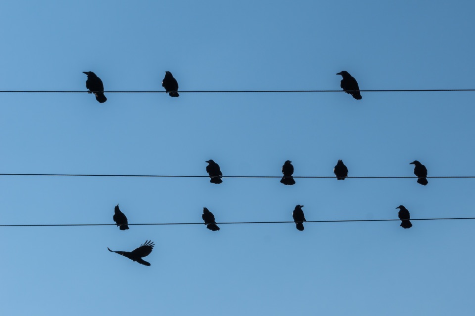Vögel auf einer Stromleitung