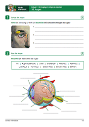 Klicken um PDF anzuzeigen Arbeitsblatt Biologie